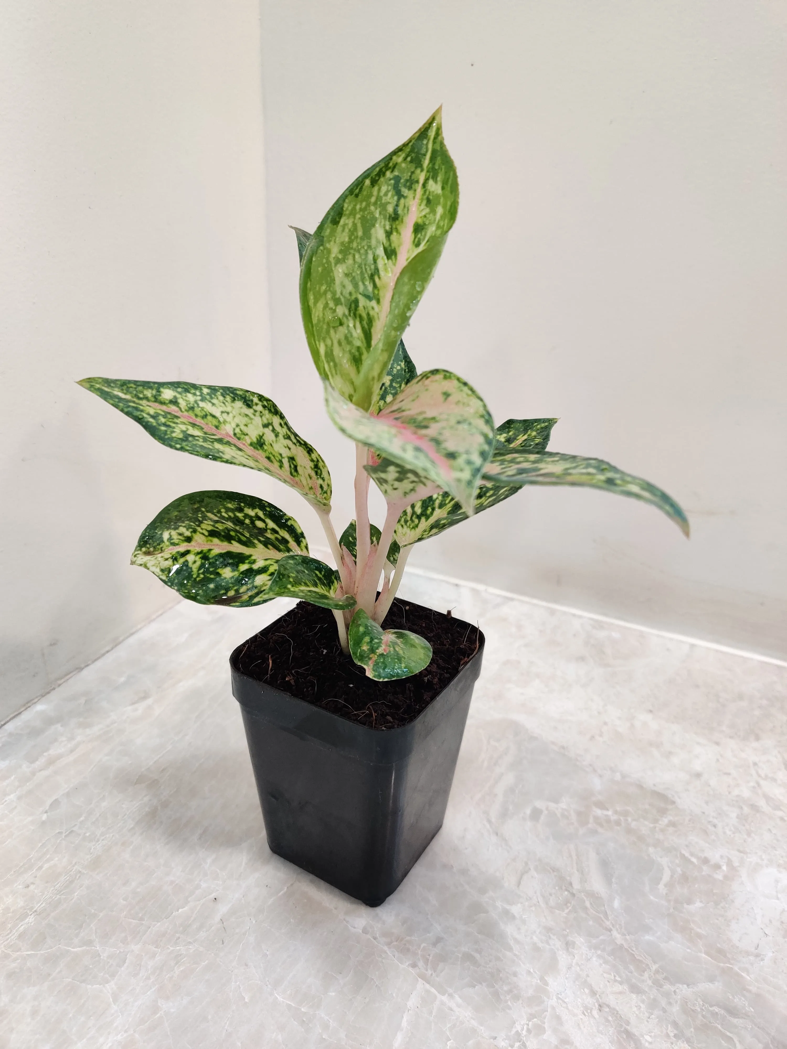 Aglaonema Rotundum Hybrid Plant