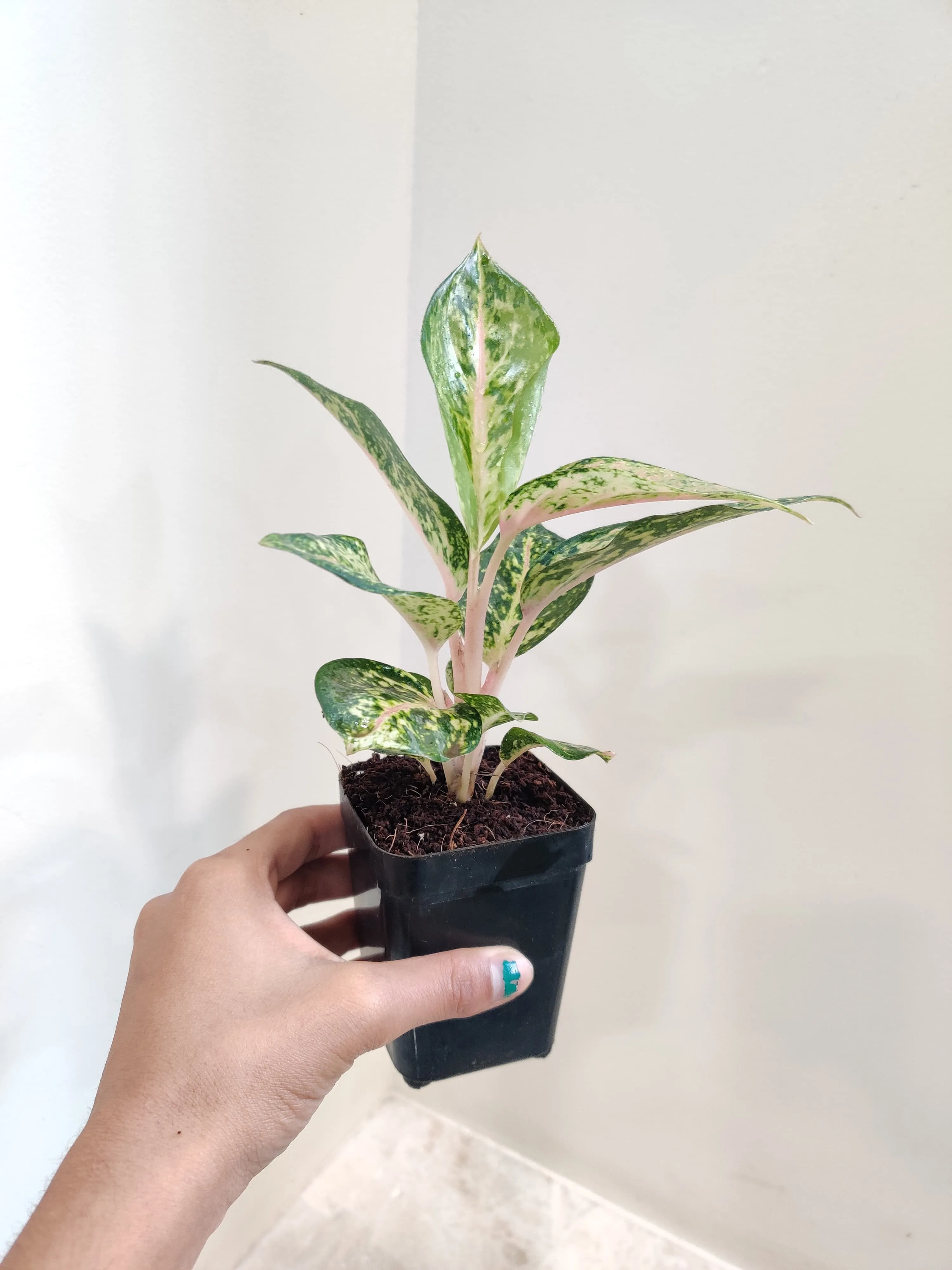 Aglaonema Rotundum Hybrid Plant