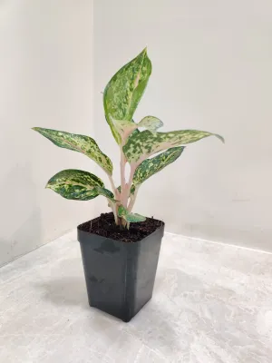 Aglaonema Rotundum Hybrid Plant