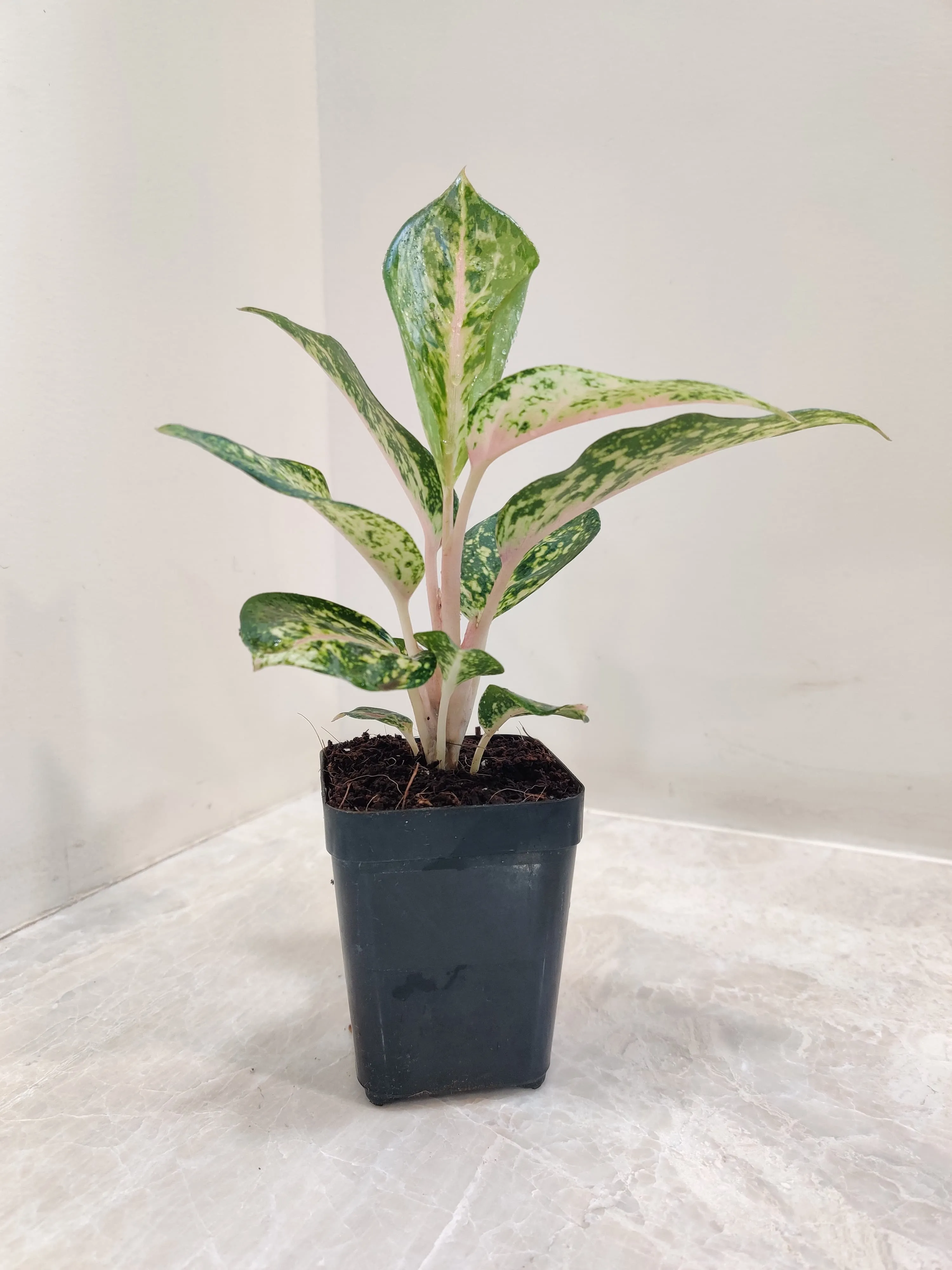 Aglaonema Rotundum Hybrid Plant