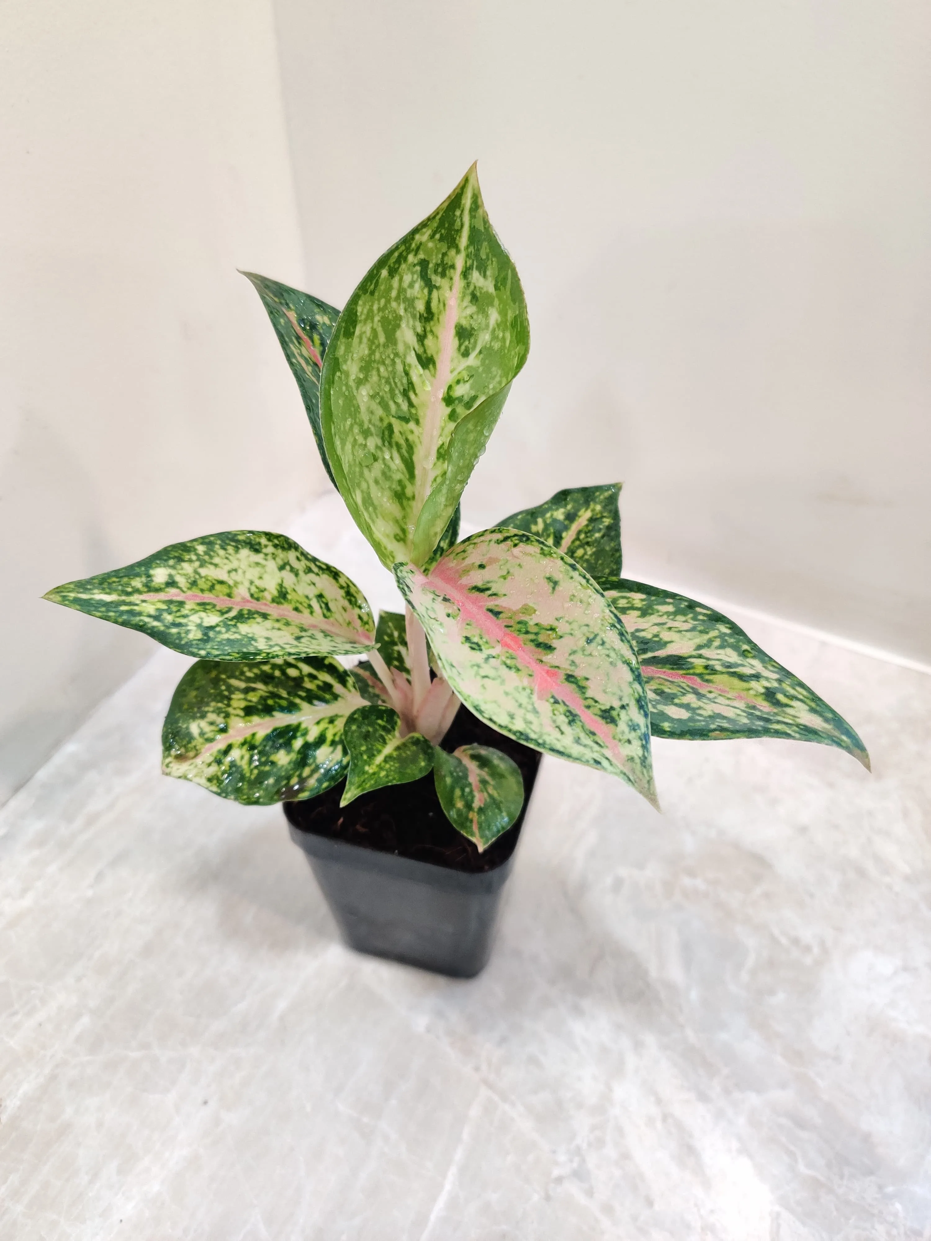 Aglaonema Rotundum Hybrid Plant