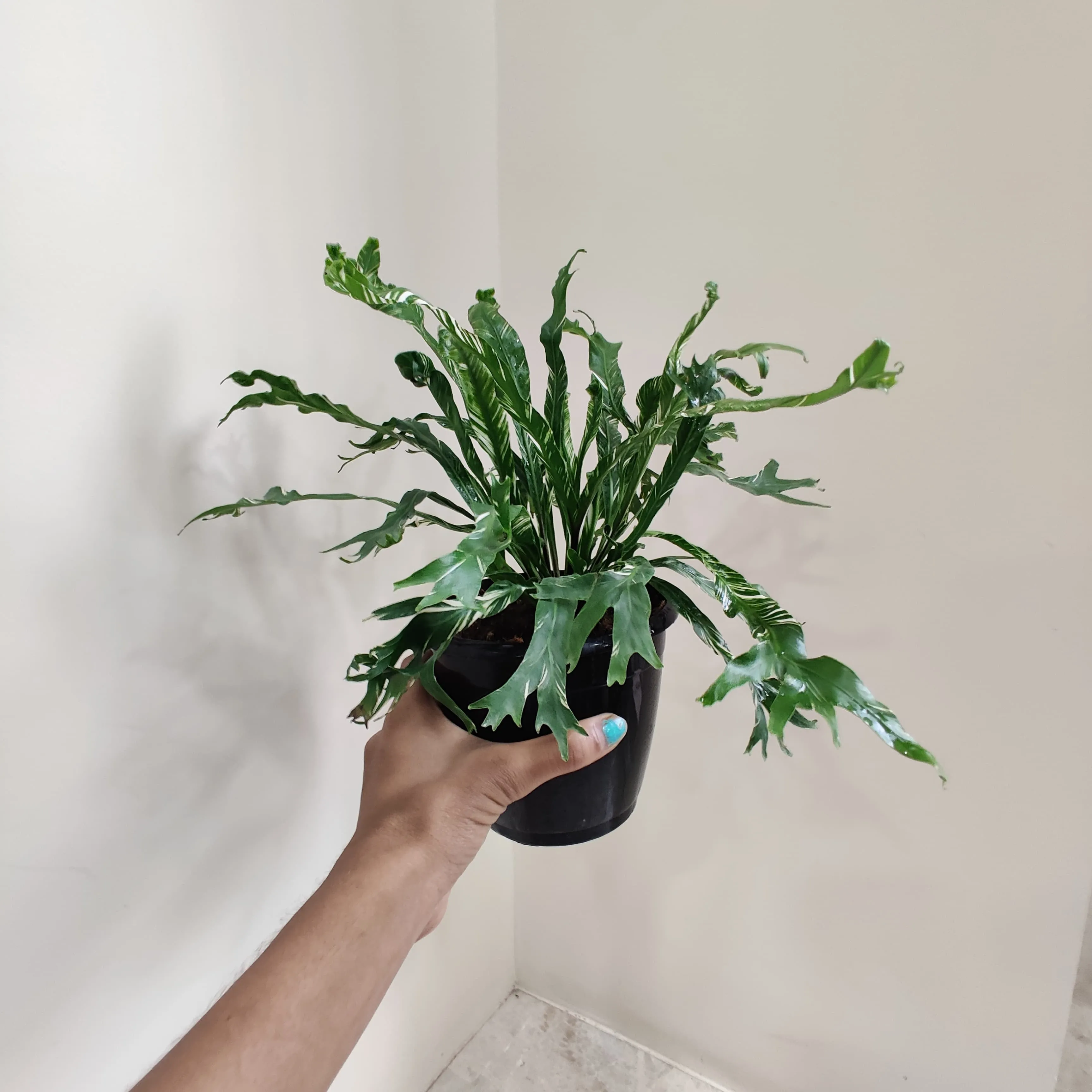 Asplenium nidus Variegated fern - Plant