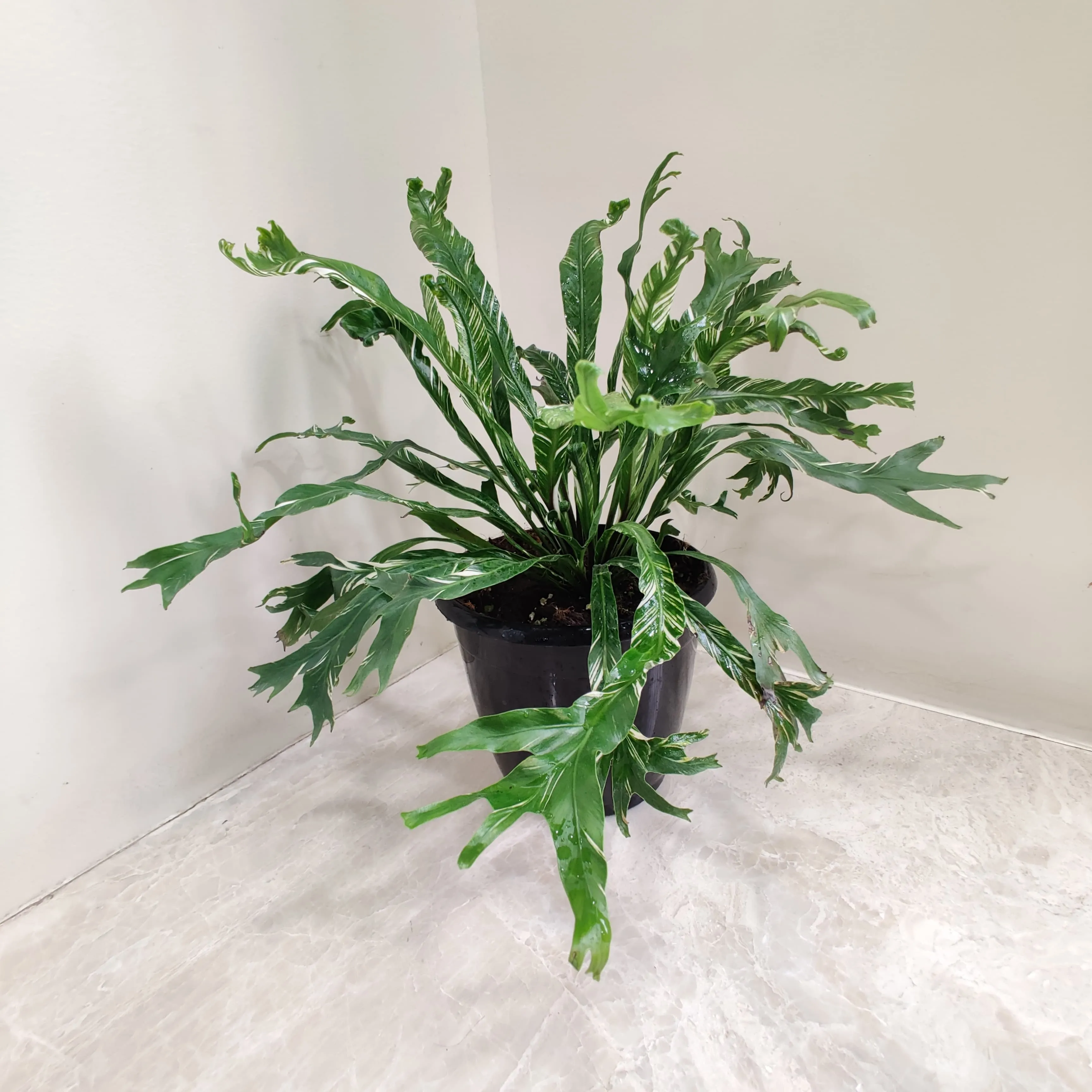 Asplenium nidus Variegated fern - Plant