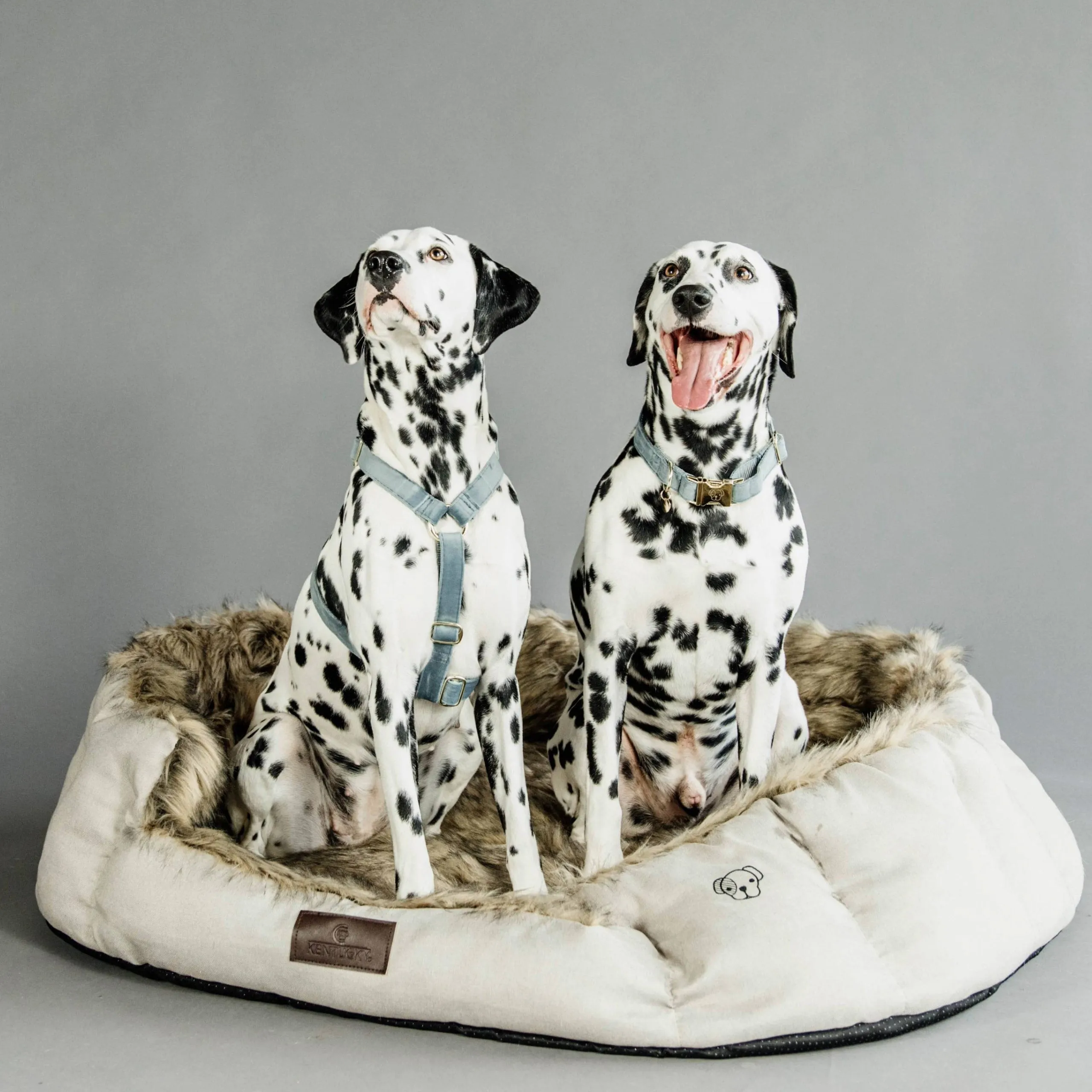 Kentucky Dogwear Dog Bed Cave