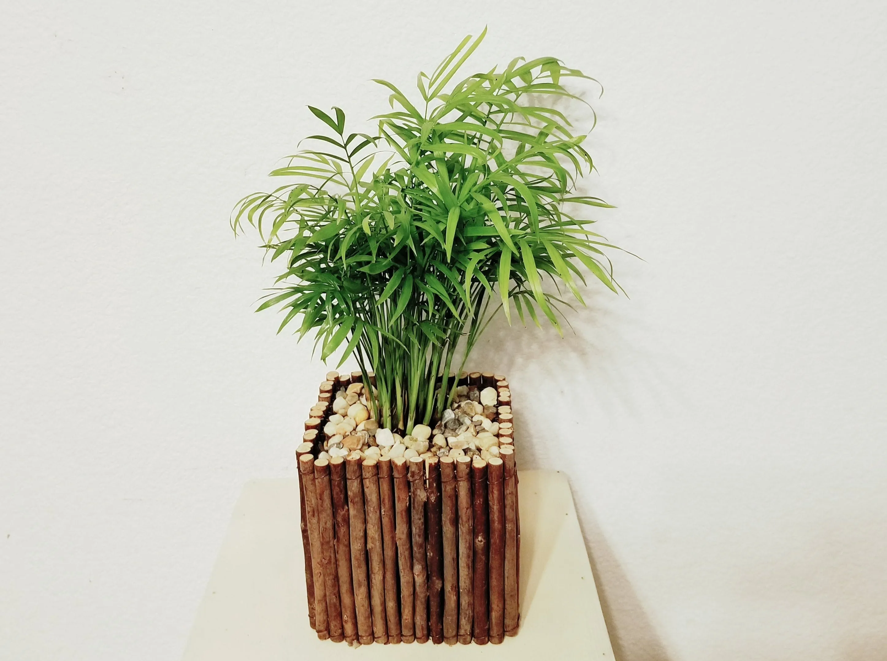 Parlor Palm Plant in Twig Pot - Best air purifying indoor houseplants